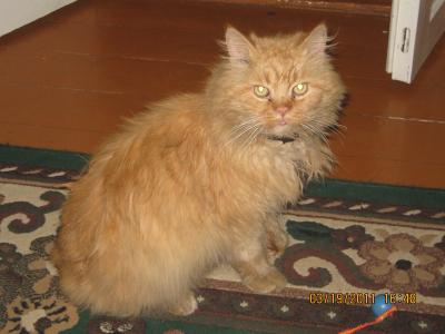 Прикрепленное изображение: IMG_0660.JPG